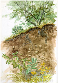 Kubiena Preis Kubiena Preis