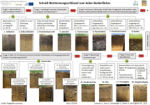 Schnell-Bestimmungsschlüssel