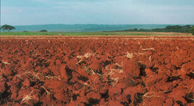 Landwirtschaftliche Fläche