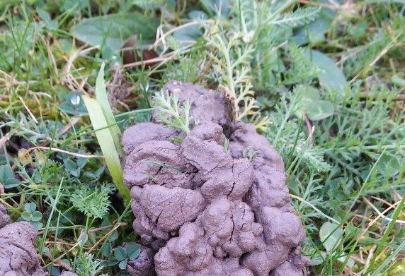 Regenwurmkot-Häufchen in der Wiese